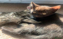 Mixed Breed cats for sale: 2 male kittens for sale - Image 4