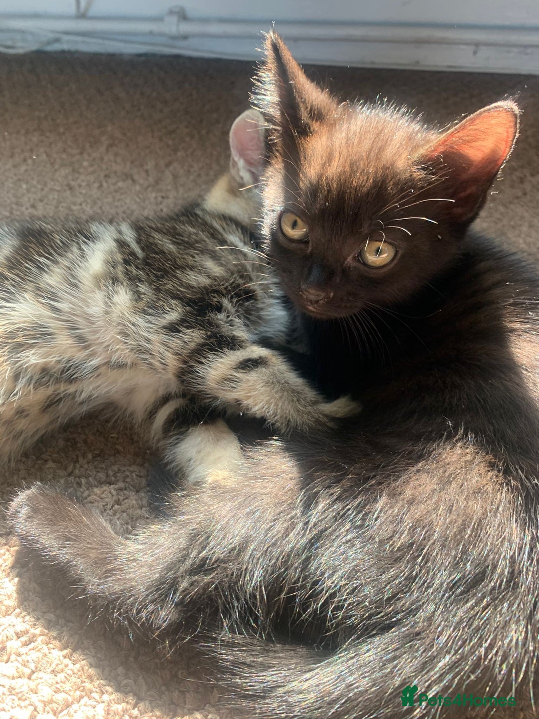 Mixed Breed cats for sale: 2 male kittens for sale - Image 4