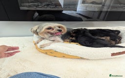 Yorkshire Terrier dogs for sale: Wonderful Yorkshire terrier puppies  - Image 31