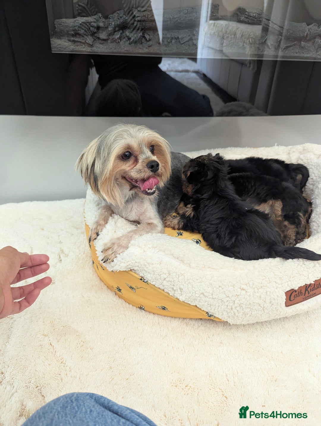 Yorkshire Terrier dogs for sale: Wonderful Yorkshire terrier puppies  - Image 31