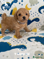 Maltipoo dogs Beautiful Maltipoo Puppies - Advert 4