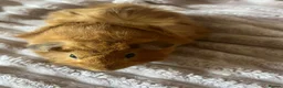 Guinea Pig rodents for sale: Female Guinea Pig - Advert 5