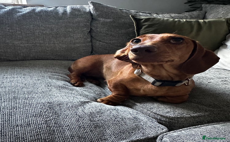 Miniature Dachshund dogs - Advert 10
