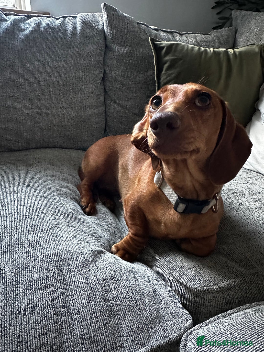 Miniature Dachshund dogs for sale: Urgent rehome needed - Image 1