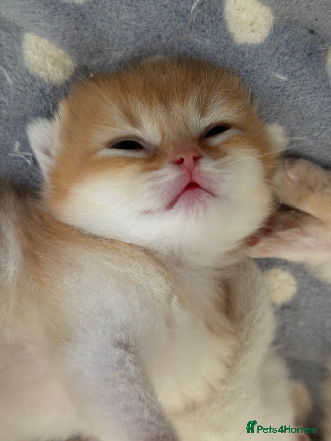 British Longhair cats for sale: GCCF reg BLH Black and Chocolate Golden kittens - Image 15
