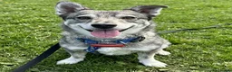 Mixed Breed dogs for adoption: Cody-looking for a home he can finally belong - Advert 1