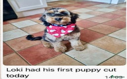 Cockapoo dogs for sale: 4⭐️Licensed Breeder Cockapoo Puppies - Image 36