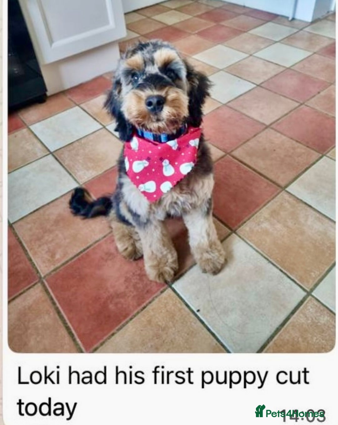 Cockapoo dogs for sale: 4⭐️Licensed Breeder Cockapoo Puppies - Image 36