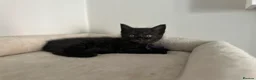 Mixed Breed cats for sale: Maine coon mix breed kittens  - Advert 9