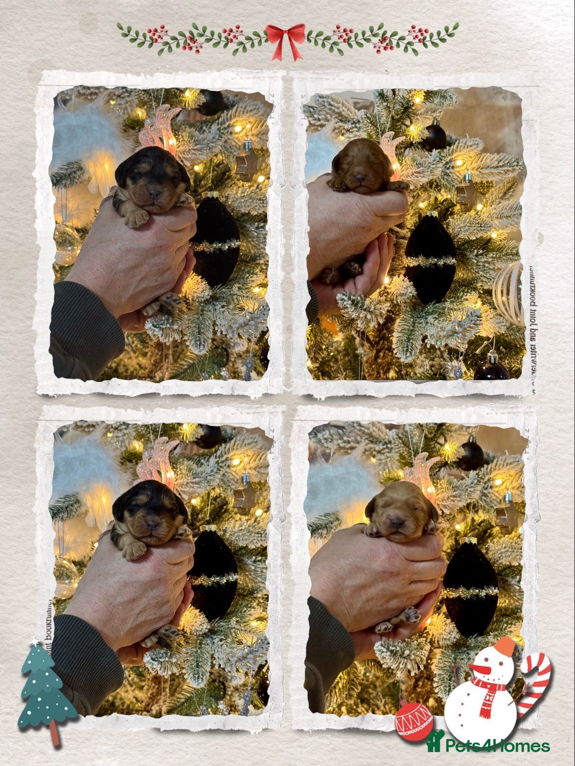 Cockapoo dogs 4 f1 Cockerpoo puppies dna clear  - Advert 1