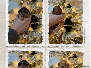 Cockapoo dogs 4 f1 Cockerpoo puppies dna clear - Advert 1