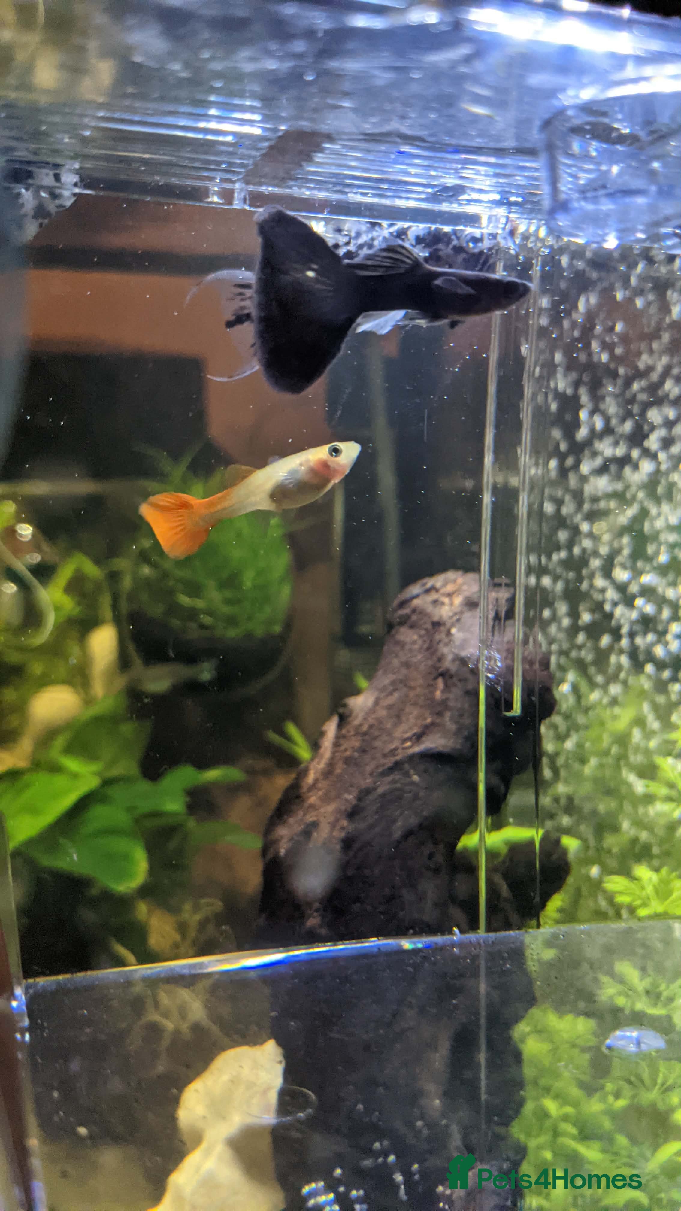 Other/Mixed Breed fish Guppy  - Advert 1