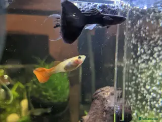 Other/Mixed Breed fish Guppy - Advert 1