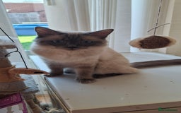Ragdoll cats for sale: Stunning full Ragdoll kittens for sale - Image 12