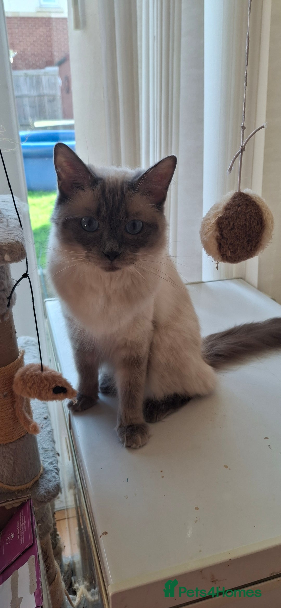Ragdoll cats for sale: Stunning full Ragdoll kittens for sale - Image 12