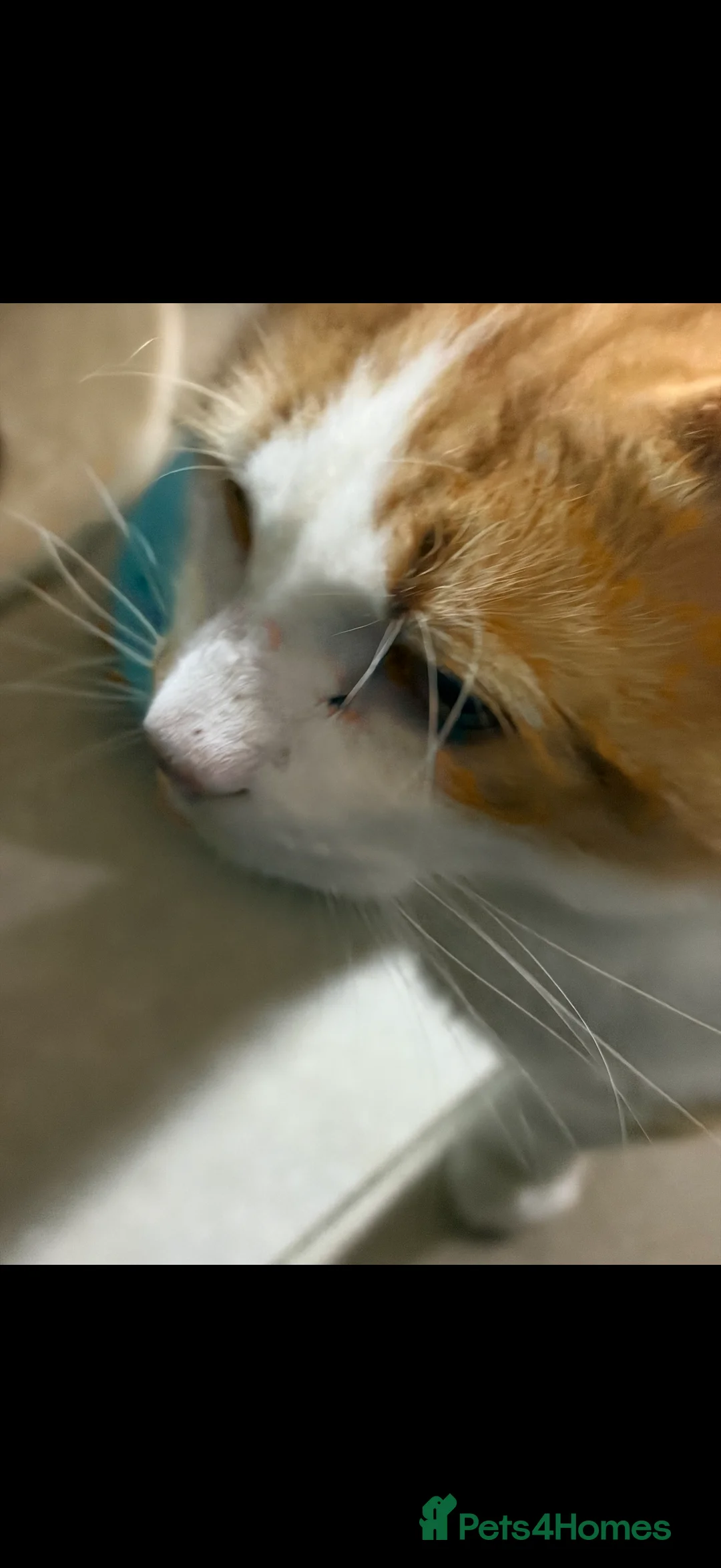 Mixed Breed cats for sale: Kitten  - Advert 3