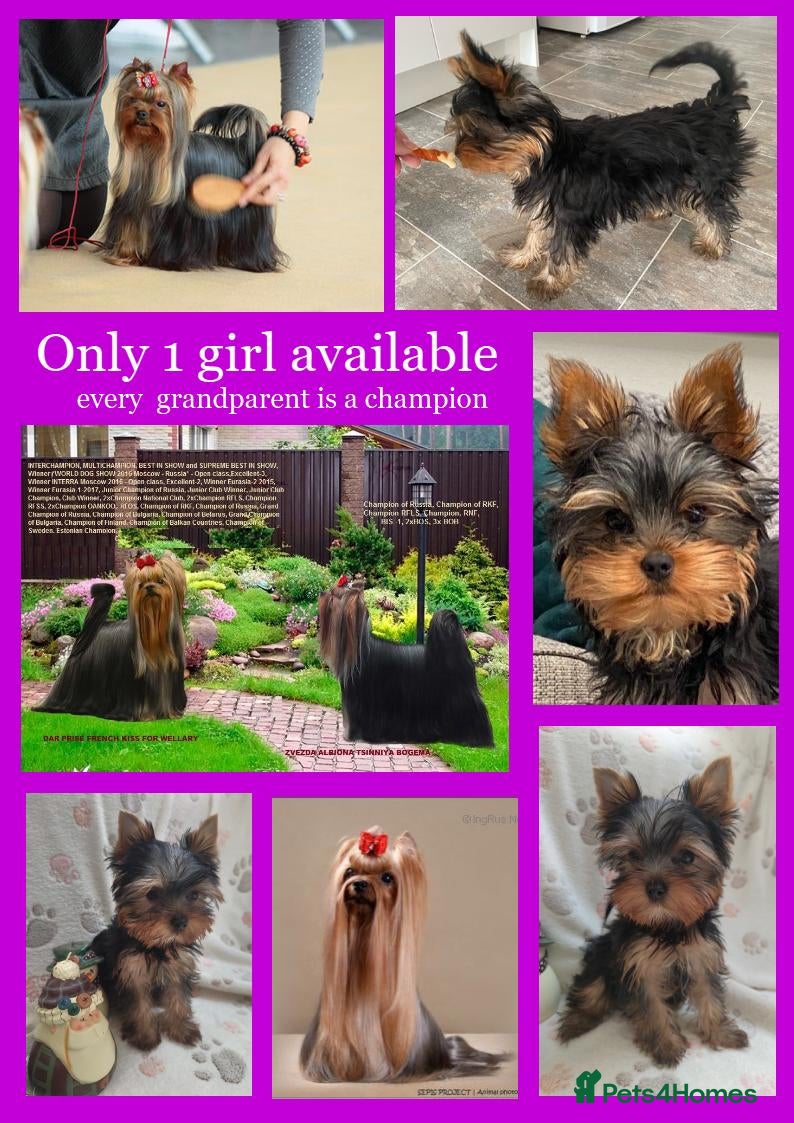 Yorkshire Terrier dogs Girl, KC reg, 18 champions bloodline - Advert 4
