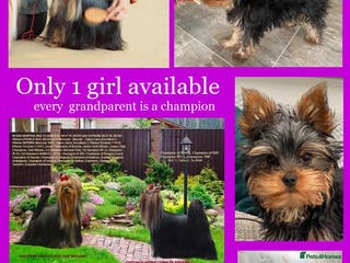 Yorkshire Terrier dogs Girl, KC reg, 18 champions bloodline - Advert 4