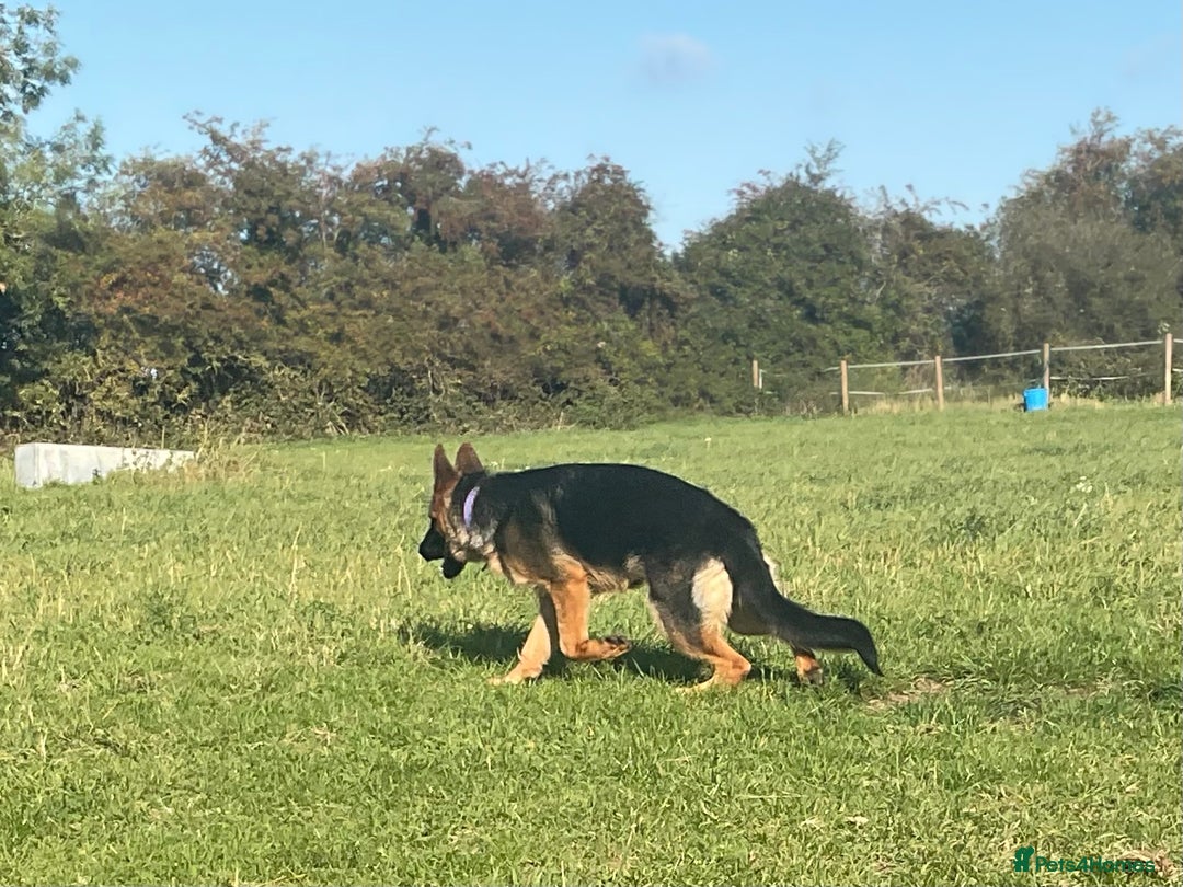 German Shepherd dogs for sale: 25 years experience breeding German Shepherds  - Image 8