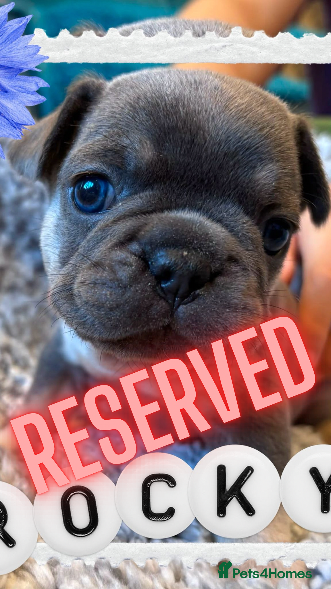 French Bulldog dogs French Bulldog puppies  - Advert 2