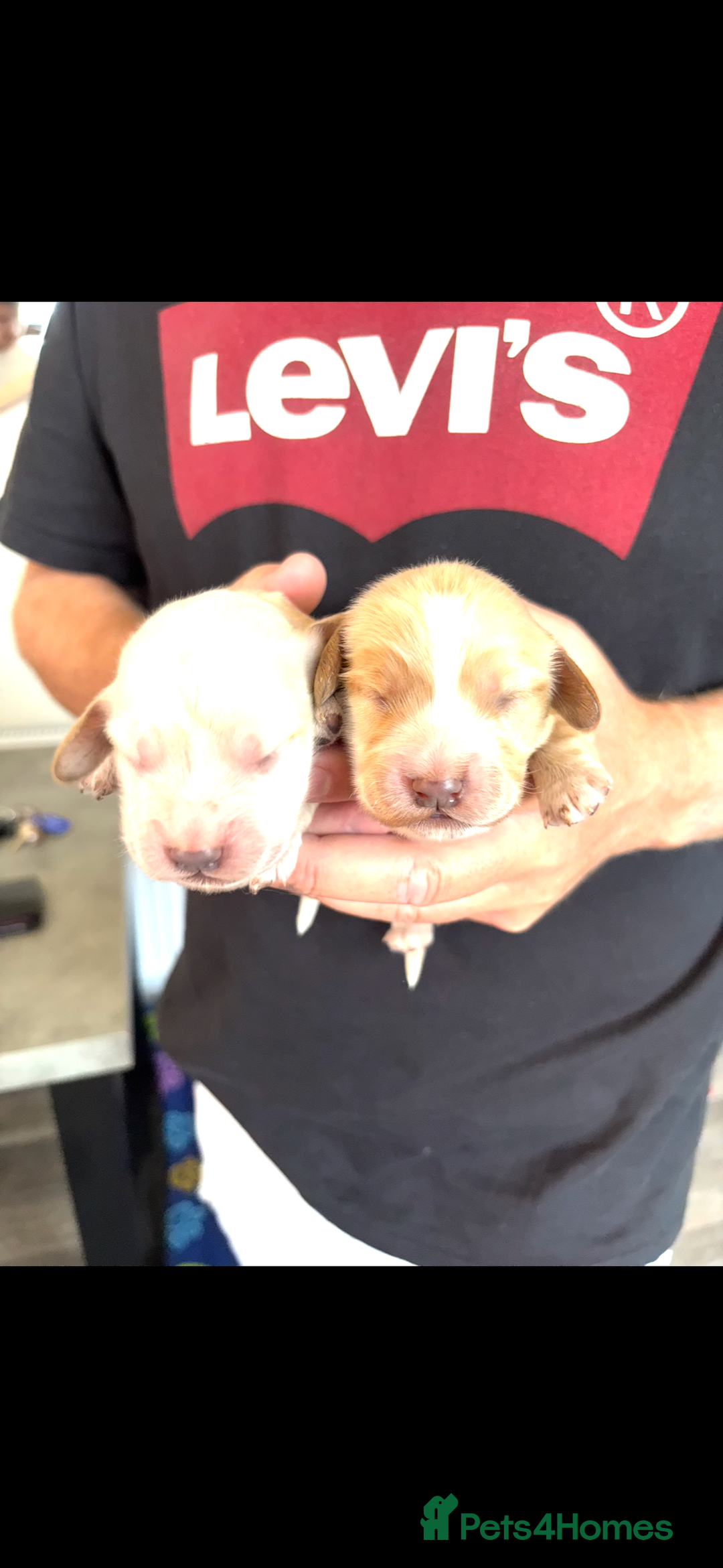 Cockapoo dogs for sale: Stunning cockapoo puppies - Image 14