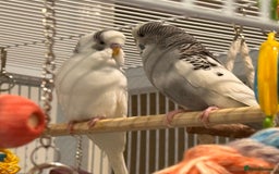 Budgerigars birds for sale: Bonded untamed budgies for sale - Image 10