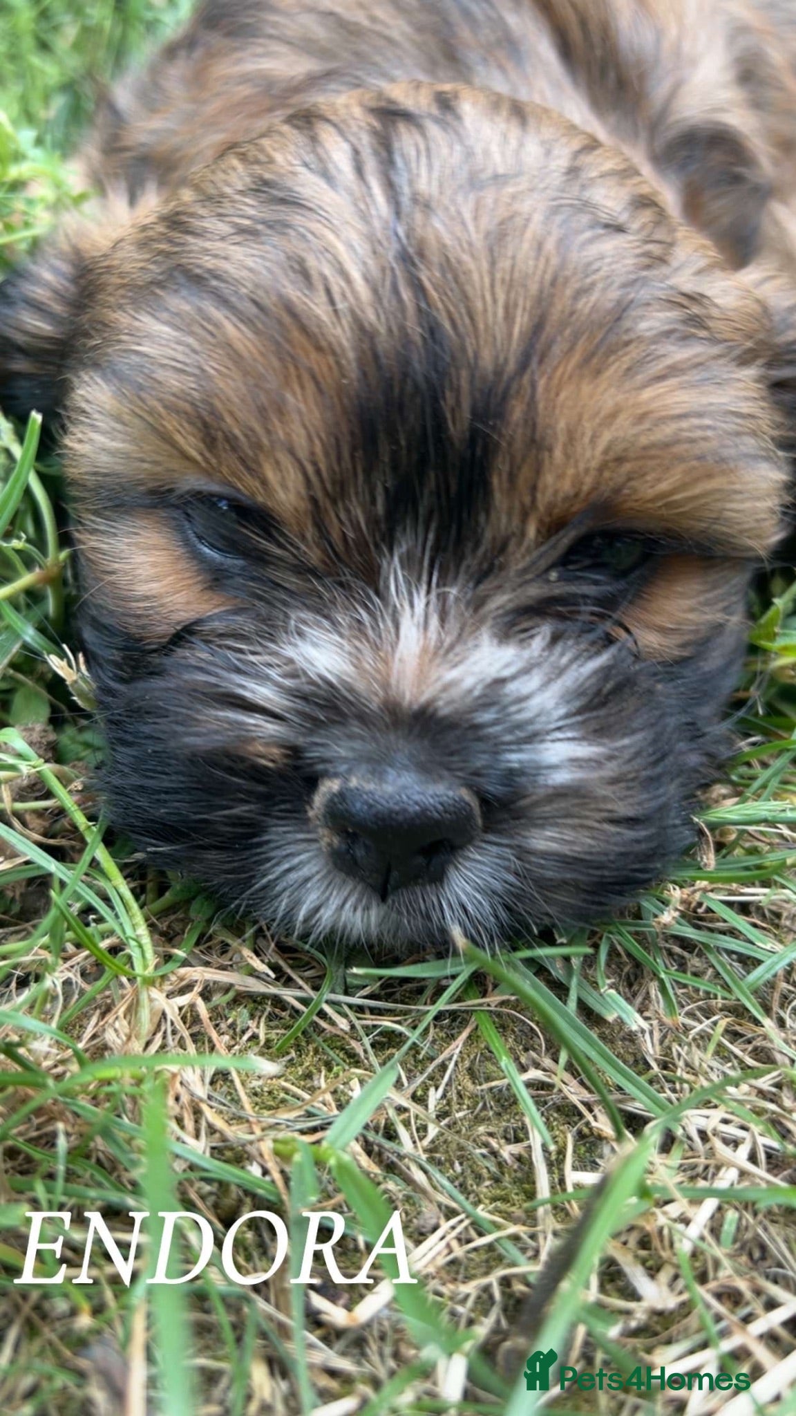 Cava Tzu dogs Gorgeous F1 Cava tzu puppies  - Advert 2
