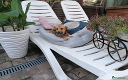 Mixed Breed dogs for adoption: Pilly, a superb small puppy girl for a Loving Home - Image 7