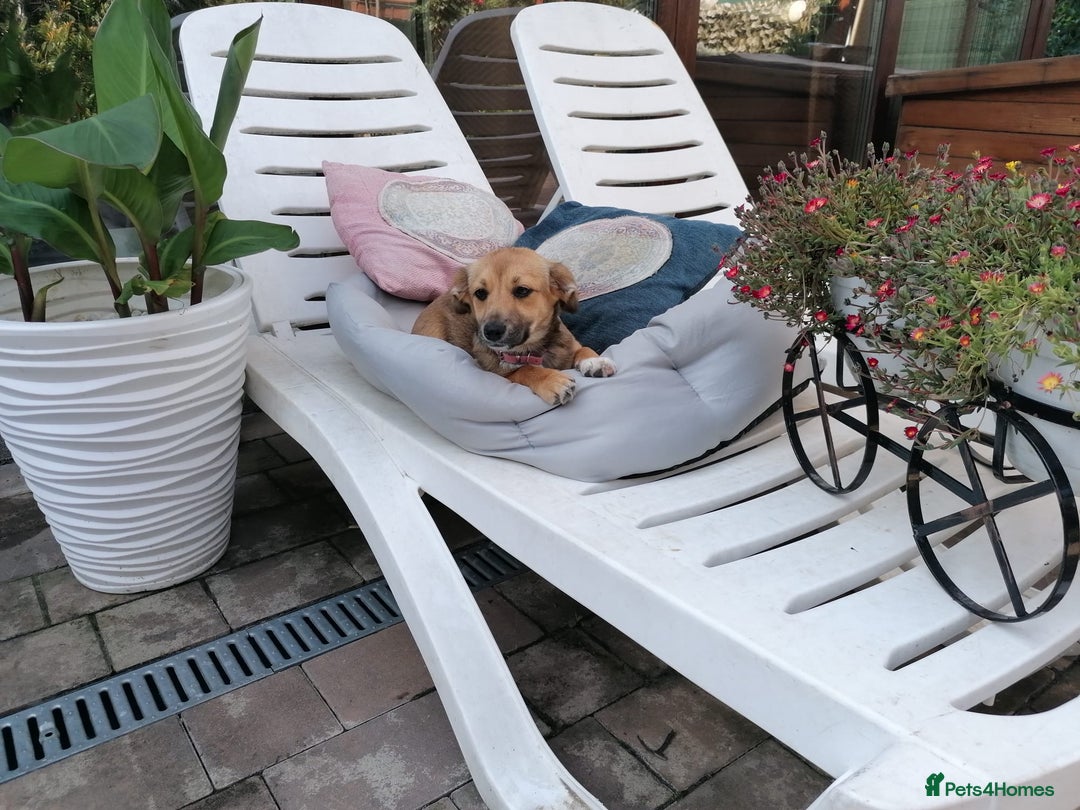 Mixed Breed dogs for adoption: Pilly, a superb small puppy girl for a Loving Home - Image 7