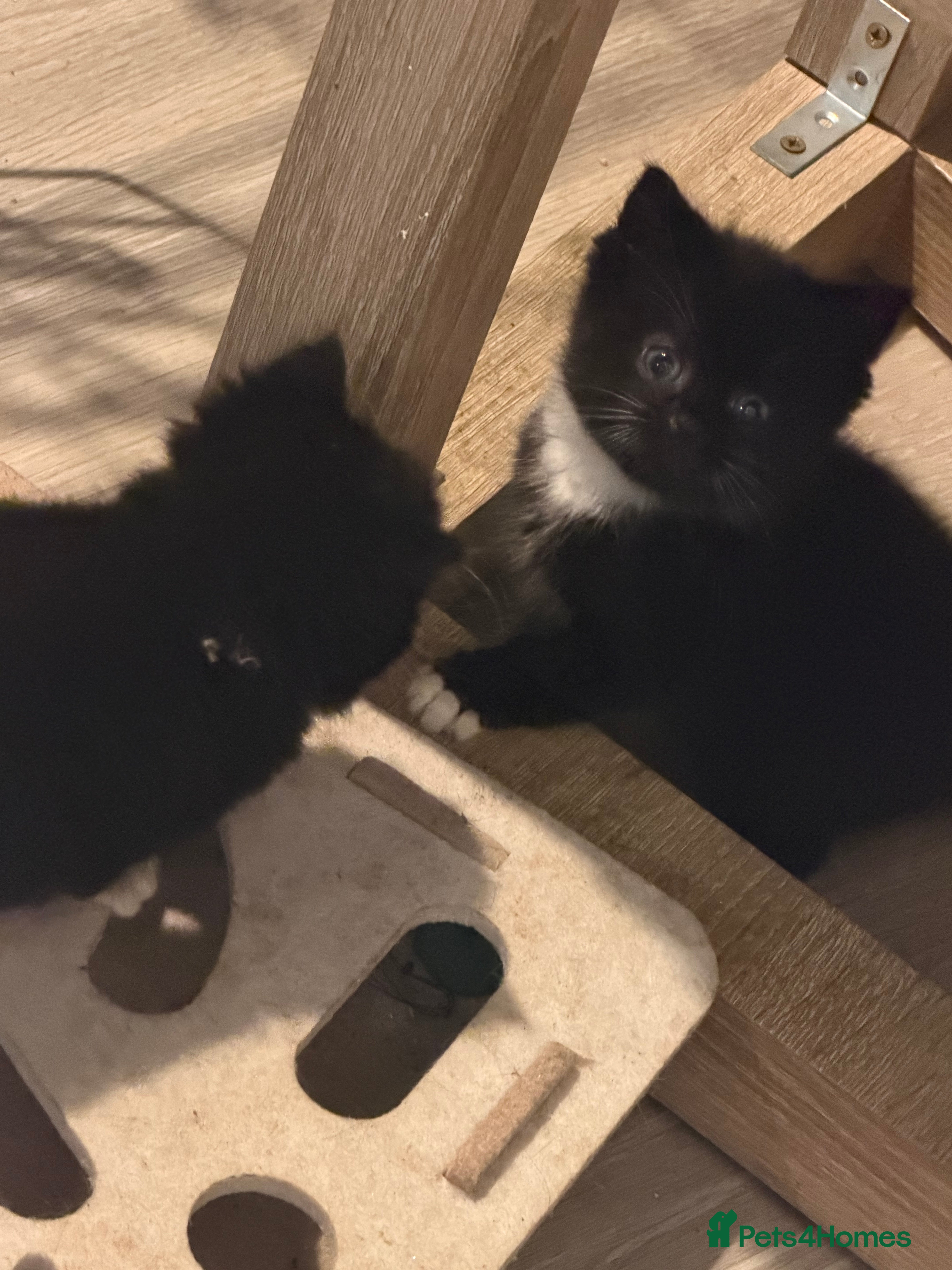 Mixed Breed cats Last of litter  - Advert 12