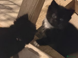 Mixed Breed cats Last of litter - Advert 10