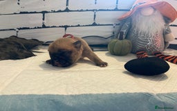 English Bulldog dogs for sale: Litter of 8  - Image 30