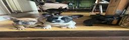 French Bulldog dogs for sale: French bulldog puppies looking for good new home  in Lancaster - Advert 21