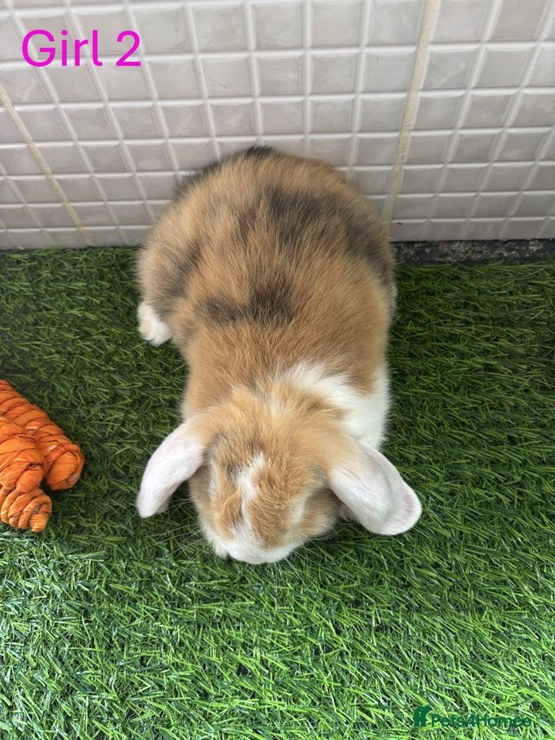 Mini Lop rabbits for sale: Mini lop baby bunnies - Ready now! - Image 30