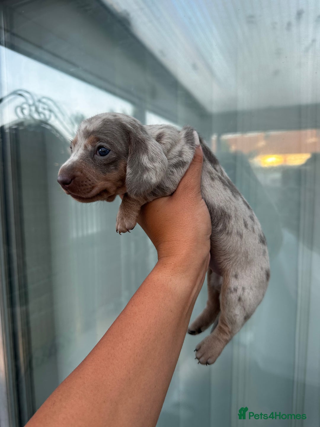 Miniature Dachshund dogs for sale: Isabella and tan dapple miniature dachshunds - Image 2