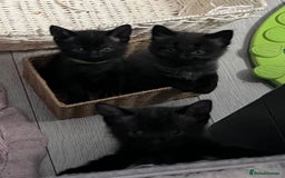 Mixed Breed cats for sale: 4 beautiful grey kittens getting darker  - Image 11