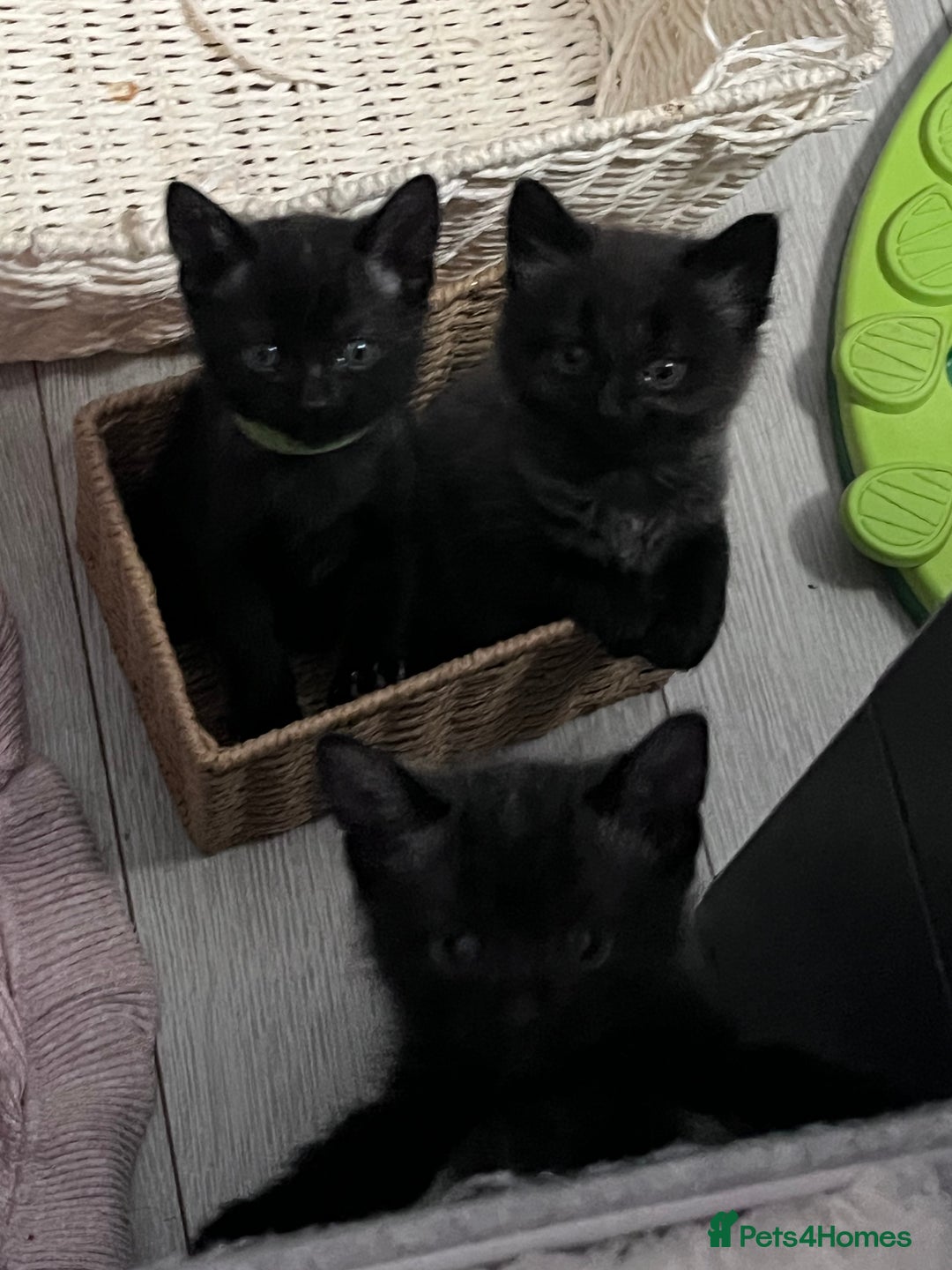 Mixed Breed cats for sale: 4 beautiful grey kittens getting darker  - Image 11