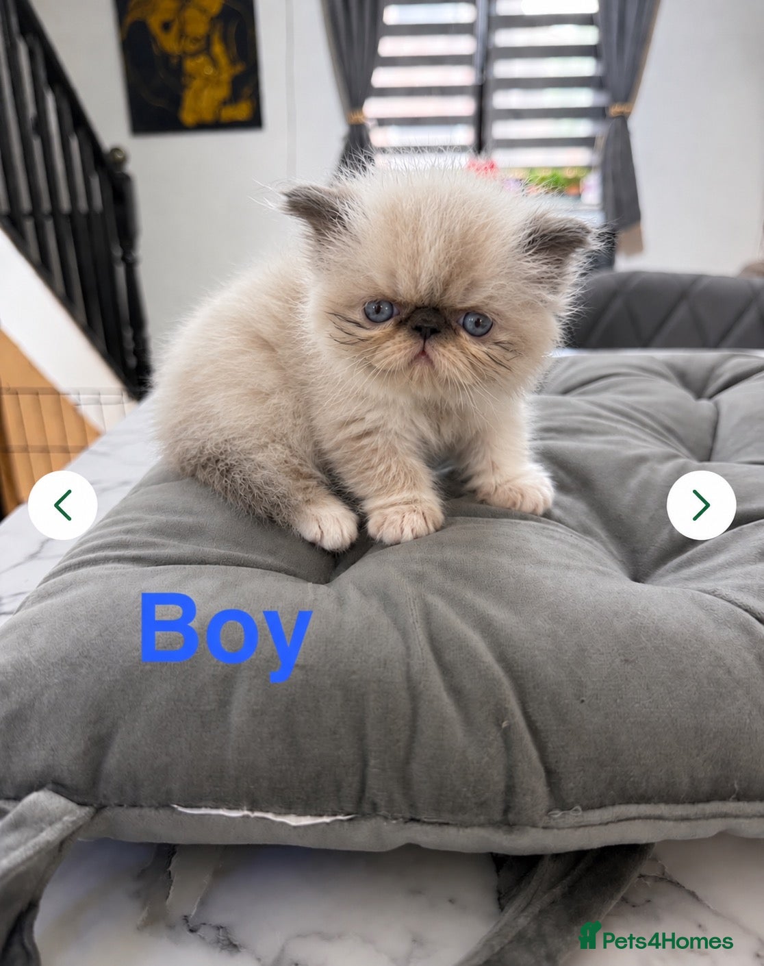 Persian cats 🐾 Beautiful Persian Kittens – Ready Soon 🐾 - Advert 11