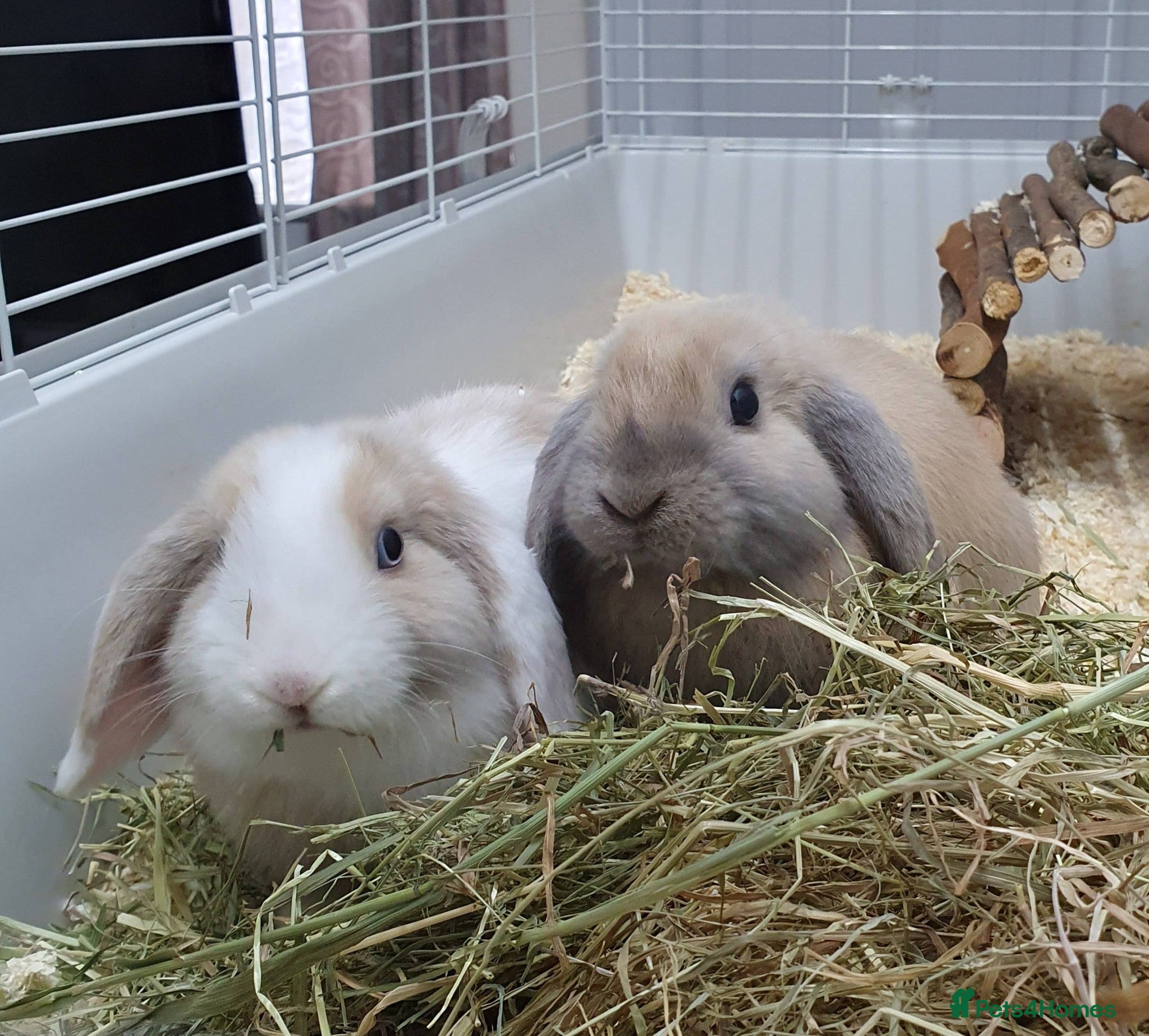 Mini Lop rabbits Spayed/neutered rabbits for adoption VAC rhd2 - Advert 9