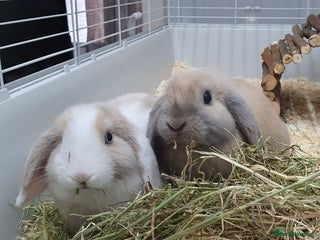 Mini Lop rabbits Spayed/neutered rabbits for adoption VAC rhd2 - Advert 9