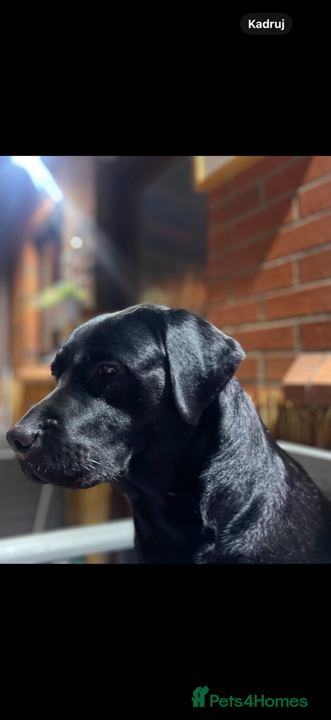 Labrador Retriever dogs Labrador puppies   - Advert 13