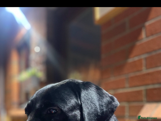 Labrador Retriever dogs Labrador puppies - Advert 3