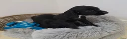 Cocker Spaniel dogs for sale: Working Type Cocker Spaniels - Advert 15