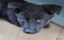 German Shepherd dogs for sale: German Shepherd Puppies - Image 9