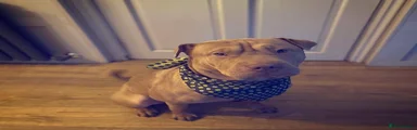 Ellie Sharpei cross