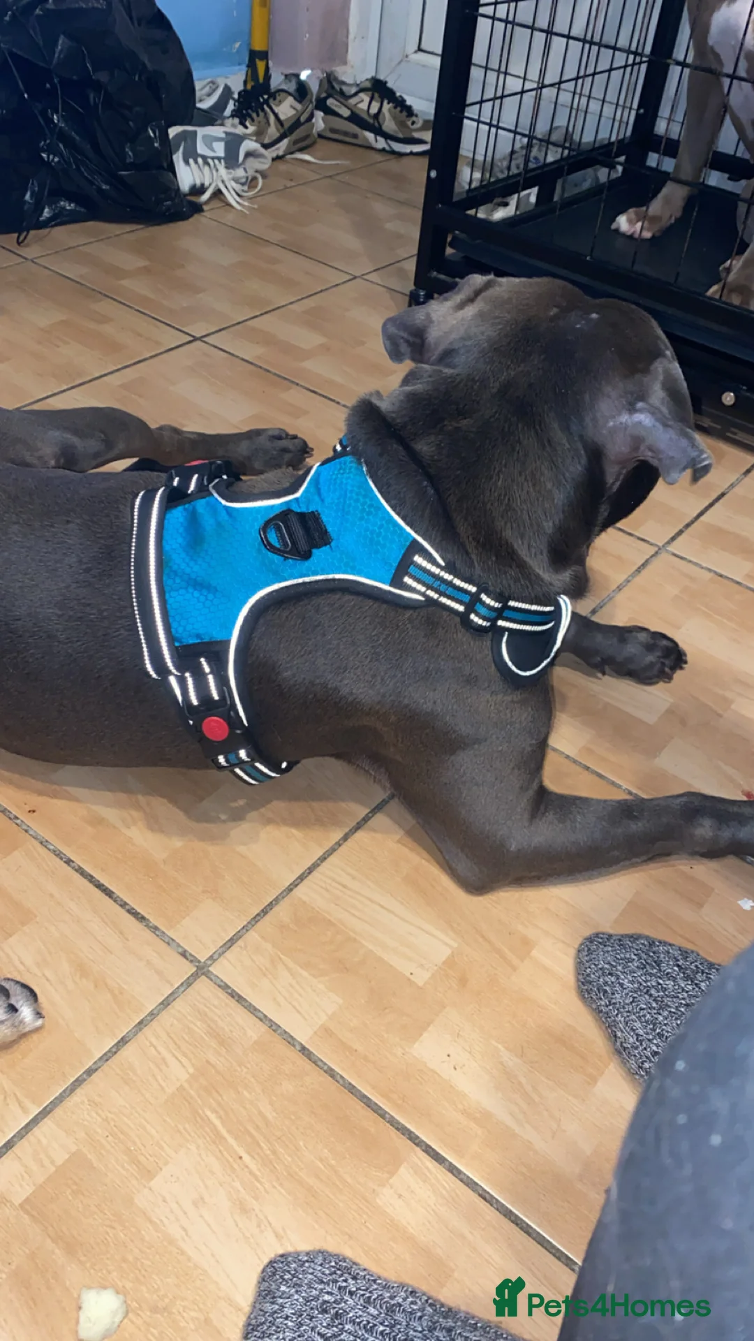 Staffordshire Bull Terrier dogs for sale: Male staff - Advert 5