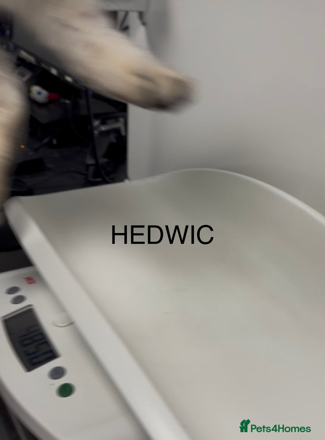 British Shorthair cats for sale: 3 Kittens•Full Pedigree•Champions bloodline•GCCF - Advert 4