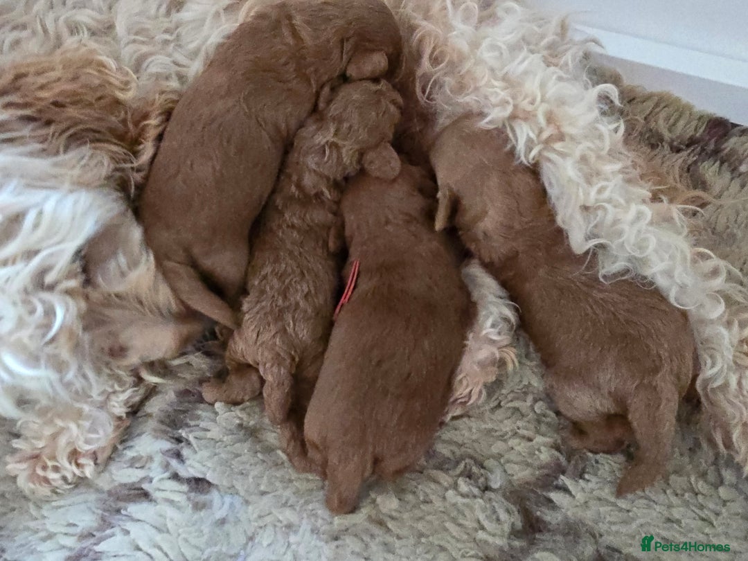 Cockapoo dogs for sale:  Toy cockerpoo health tested licensed Breeder  - Advert 6