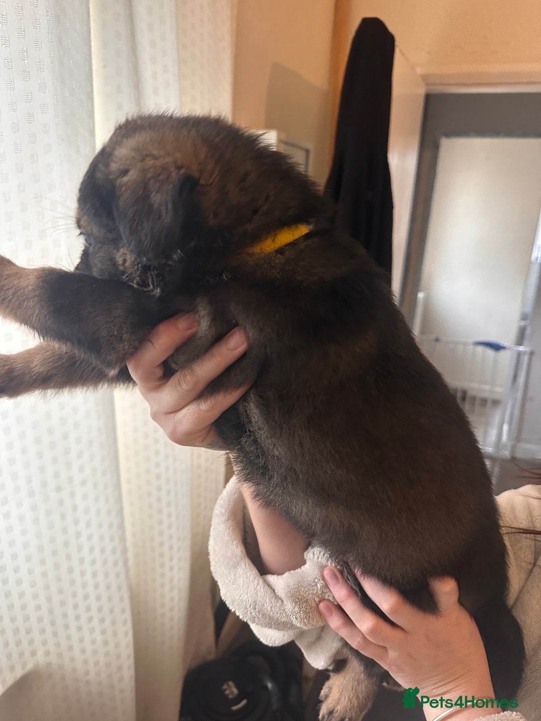 Mixed Breed dogs for sale: Shepweiller Puppies (8/10/25) REDUCED! - Advert 22