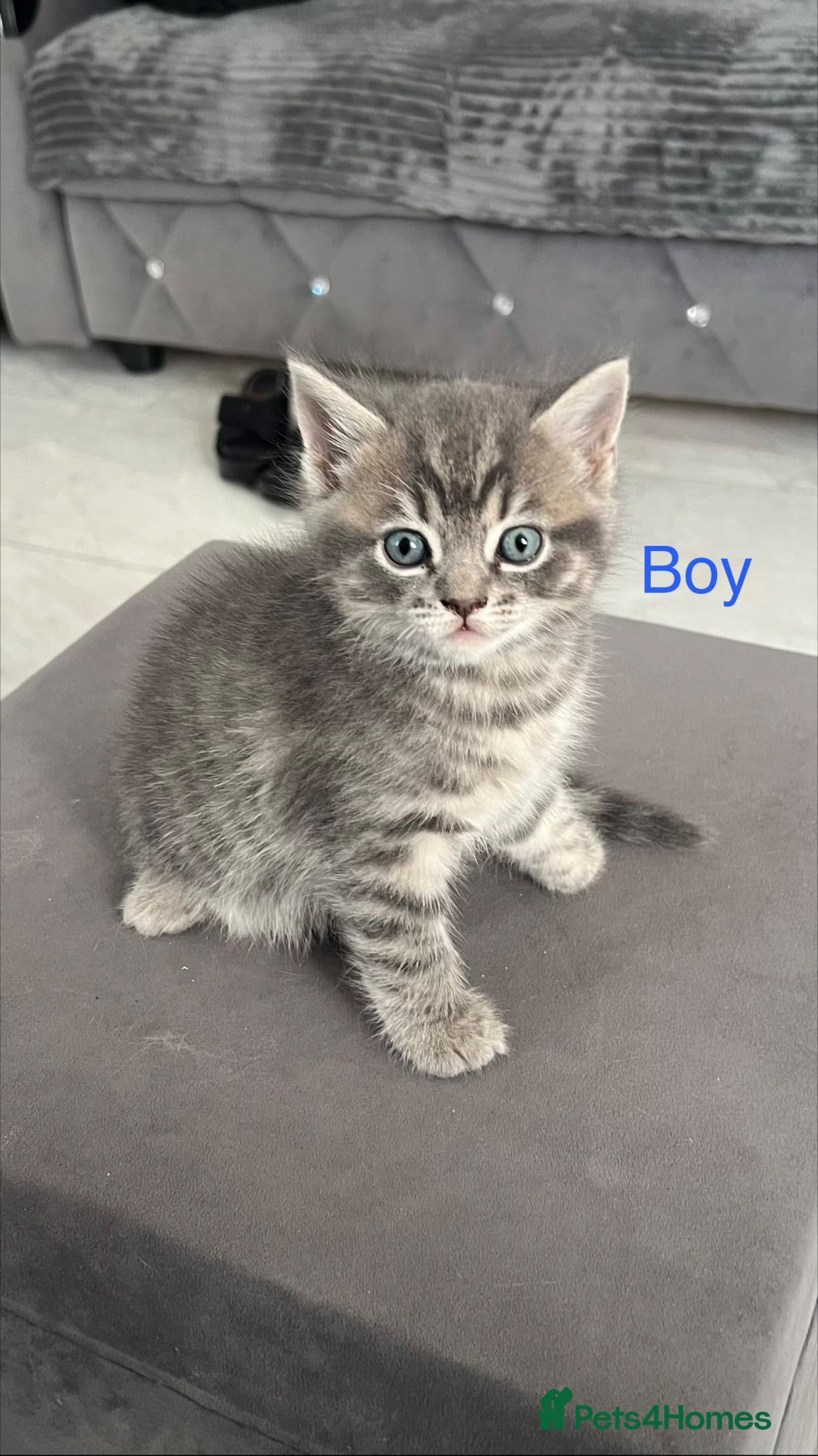 British Shorthair cats British shorthair x Ragdoll blue point mix kittens - Advert 4